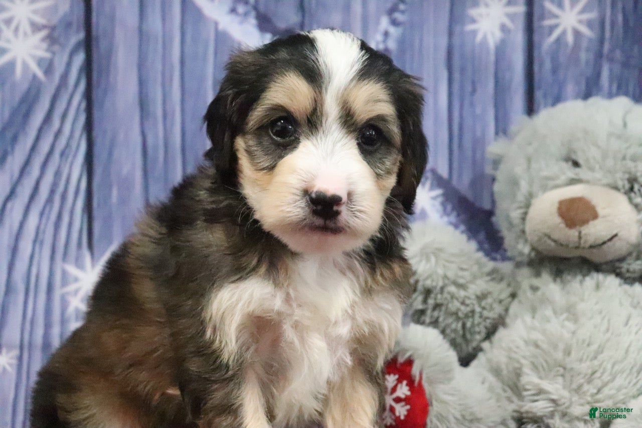 Bernedoodle dogs Dexter - Ad 13