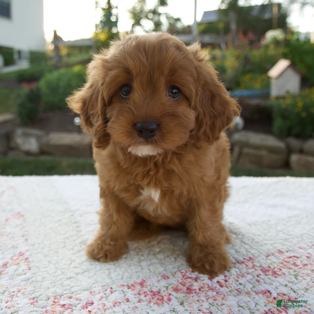 Cavapoo dogs for sale: Tina - Ad 1