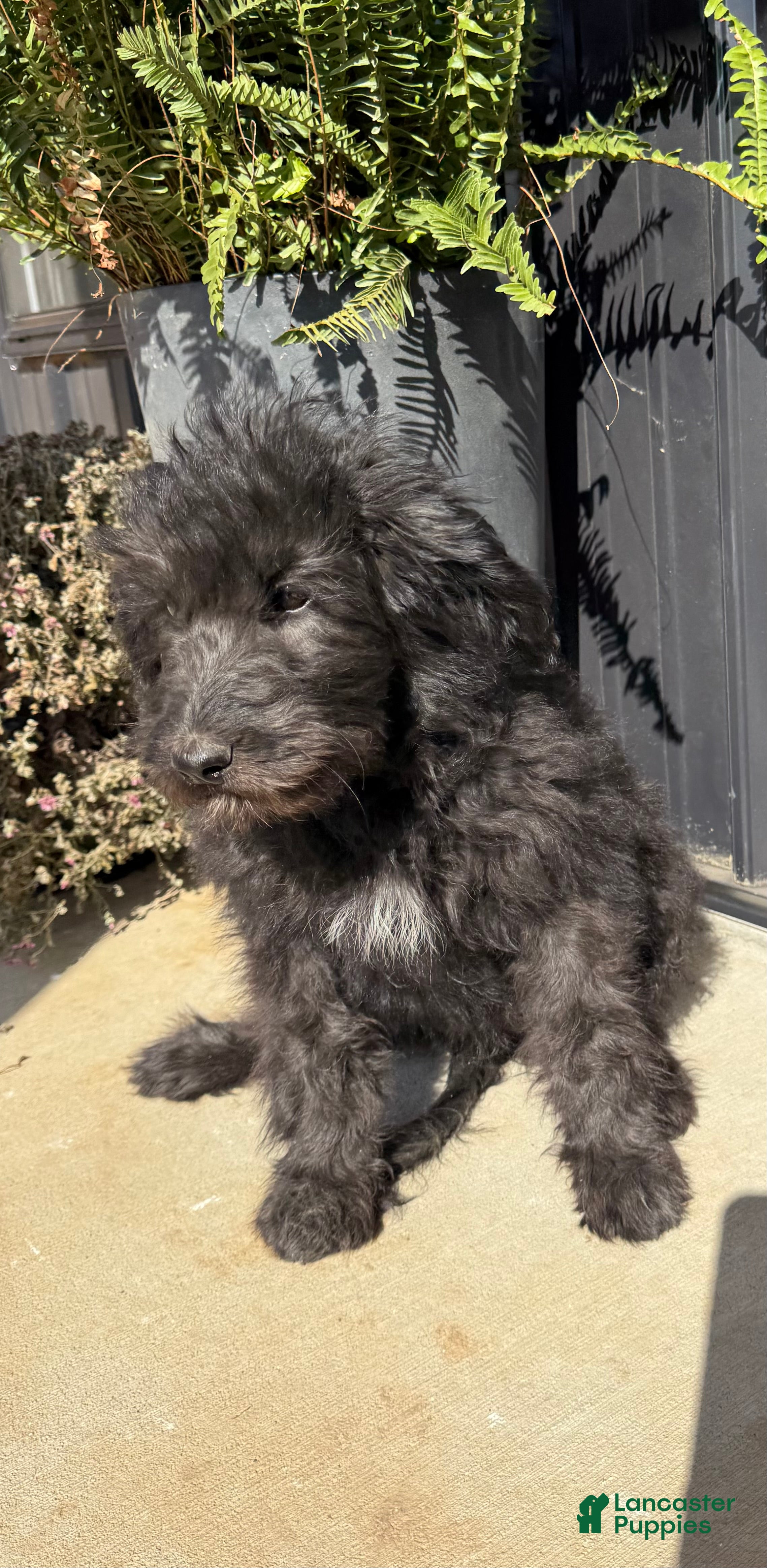 Aussiedoodle dogs for sale: Aussiedoodle 1 - Ad 8