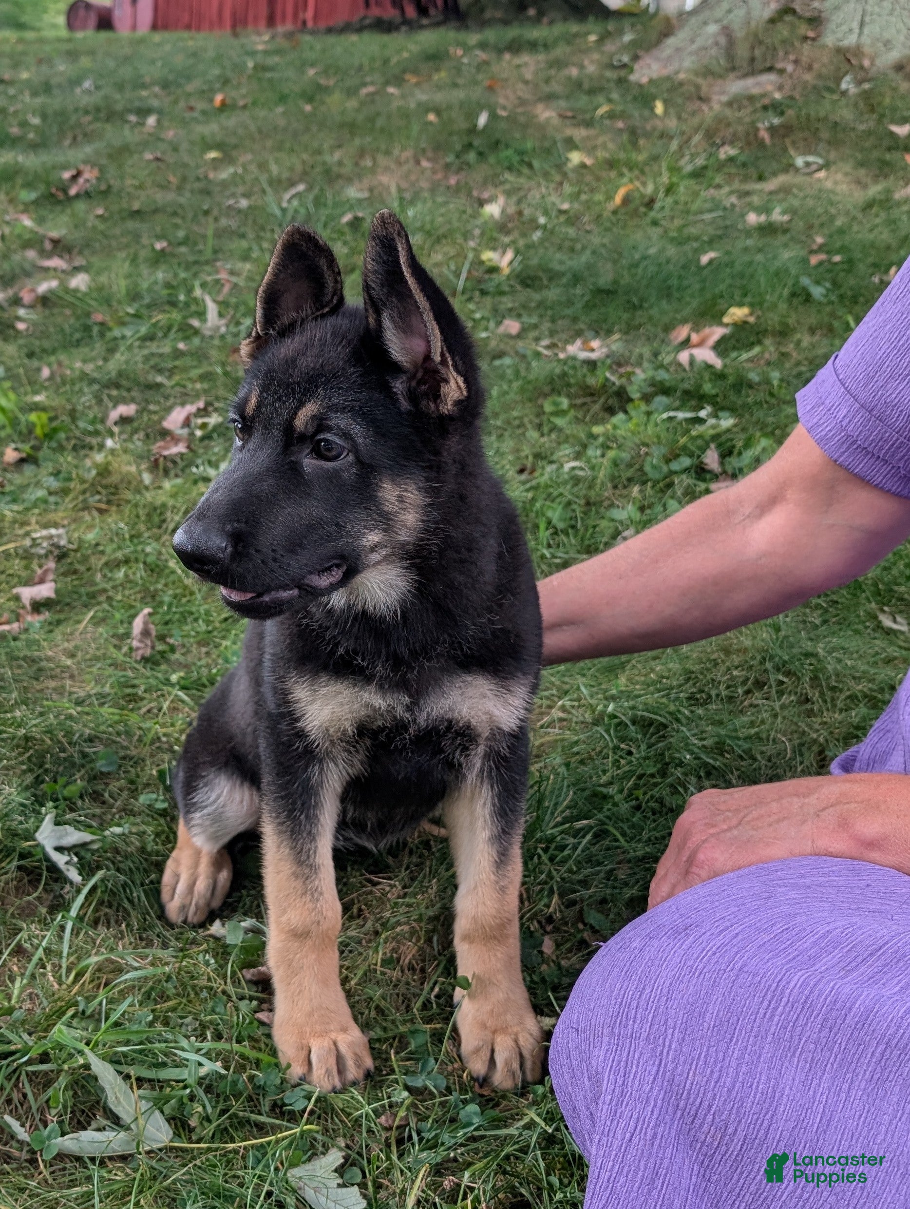 German Shepherd dogs Sky  - Ad 2