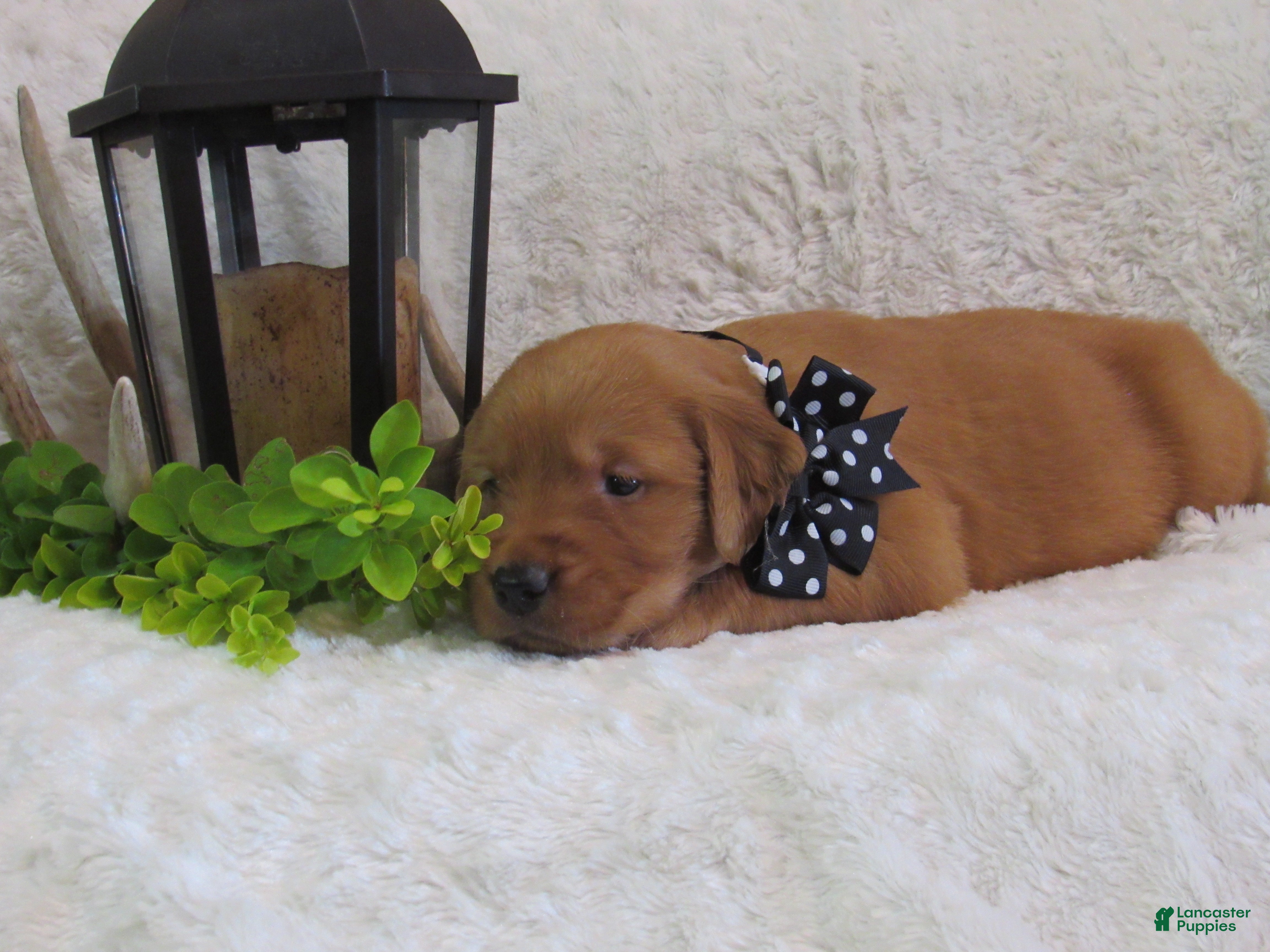 Golden Retriever dogs Lance - Ad 1