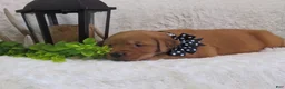 Golden Retriever dogs for sale: Lance - Ad 1
