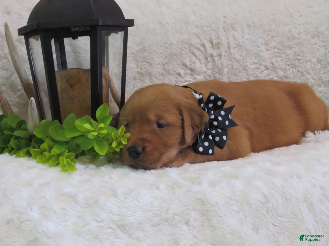 Golden Retriever dogs for sale: Lance - Ad 1
