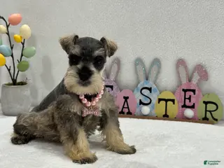 Miniature Schnauzer dogs Gypsy Female 2 - Ad 31