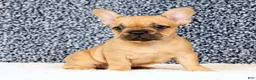 French Bulldog dogs for sale: Bethany - Ad 8