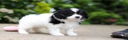 Cavapoo dogs for sale: Hunter - Ad 5