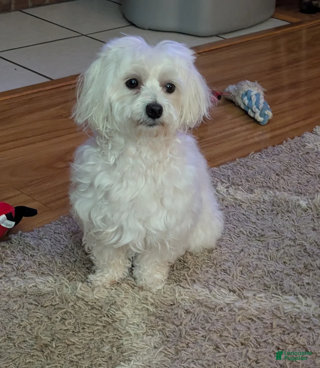 Maltese dogs for sale: Maltese Puppy 1 - Ad 3