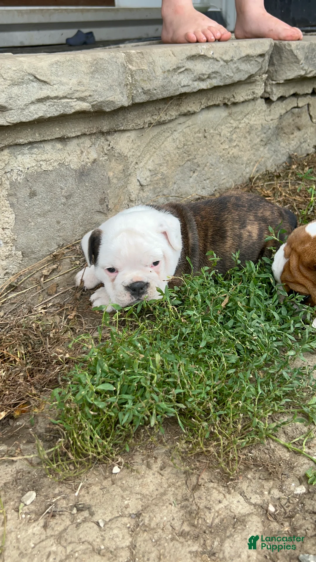 Mixed Breed dogs for sale: Reba - Ad 2