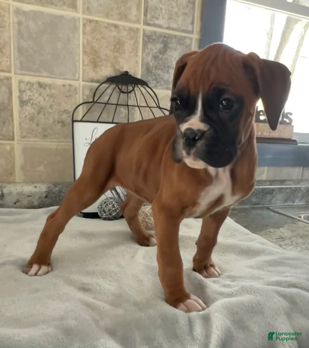 Boxer dogs for sale: Linda - Ad 2