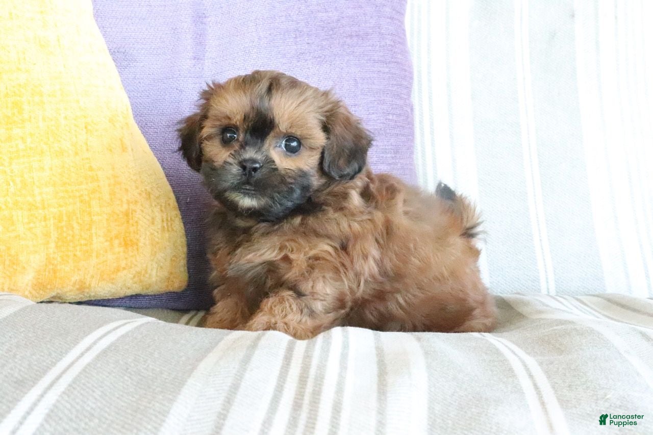 Shihpoo dogs Serena - Ad 2