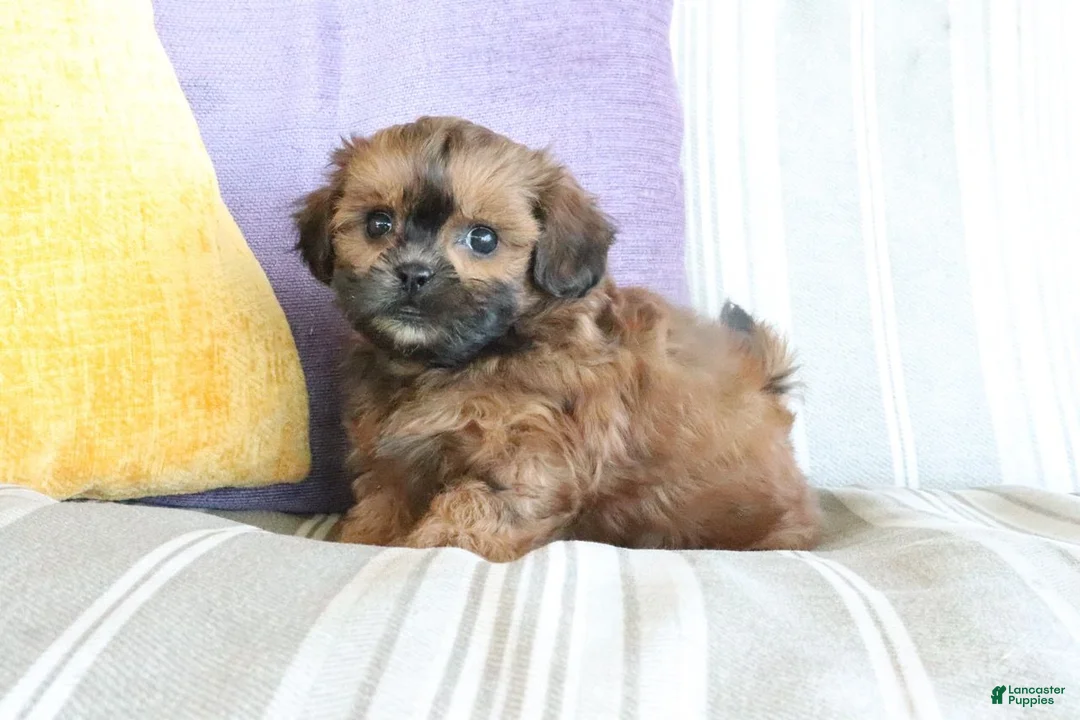 Shihpoo dogs for sale: Serena - Ad 2