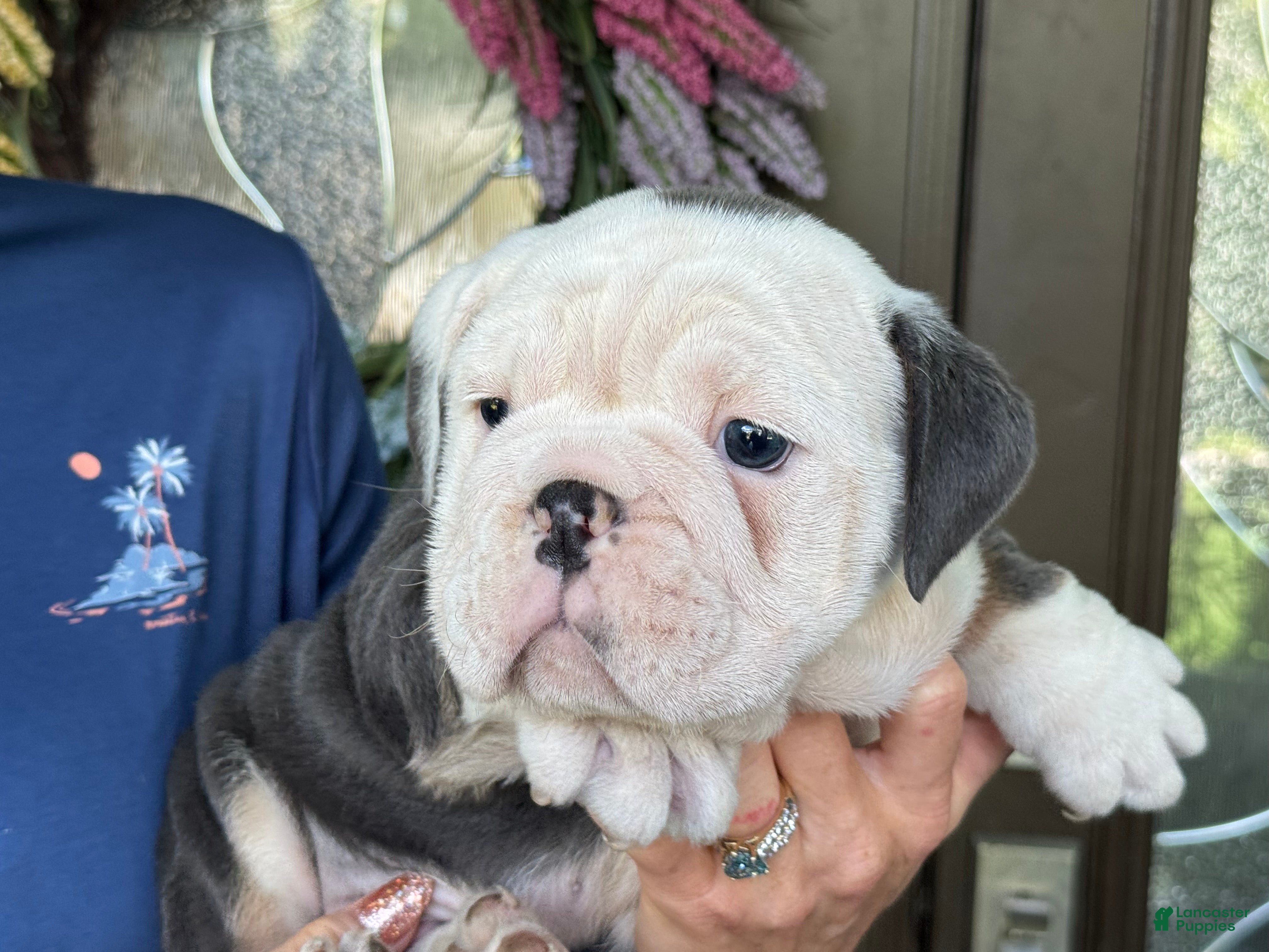 English Bulldog dogs Hans Solo - Ad 1