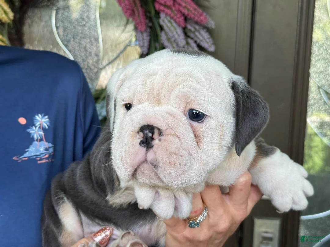 English Bulldog dogs for sale: Hans Solo - Ad 1