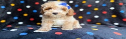 Cockapoo dogs for sale: Hazel - Ad 4
