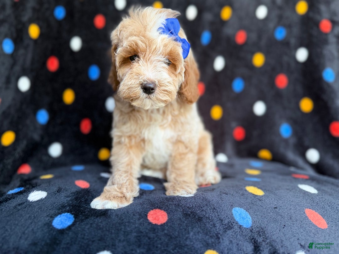 Cockapoo dogs for sale: Hazel - Ad 4