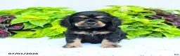 English Cocker Spaniel dogs for sale: Daniel - Ad 3