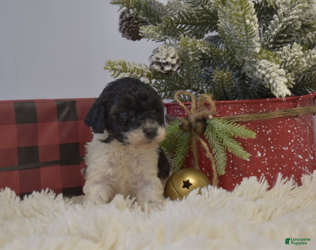 Miniature Poodle dogs for sale: Mylah - Ad 3
