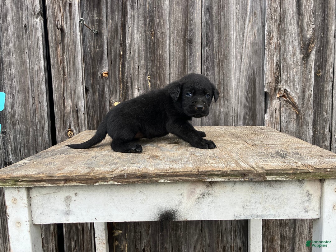 Labrador Retriever dogs for sale: Labrador Retriever Puppy 5 - Ad 1
