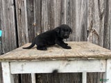 Labrador Retriever Puppy 5