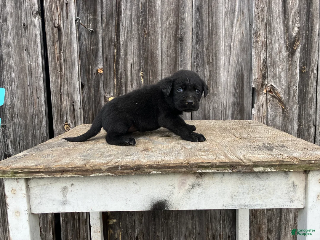 Labrador Retriever dogs for sale: Labrador Retriever Puppy 5 - Ad 1