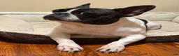 French Bulldog dogs for sale: French Bulldog  - Ad 8