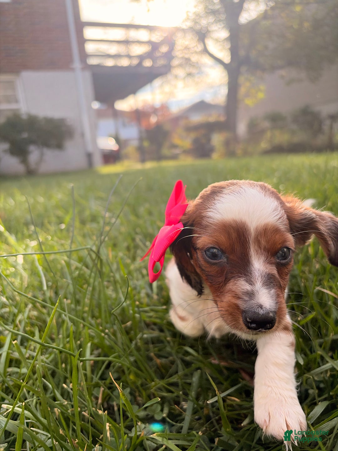 Miniature Dachshund dogs for sale: Hazel - Ad 3