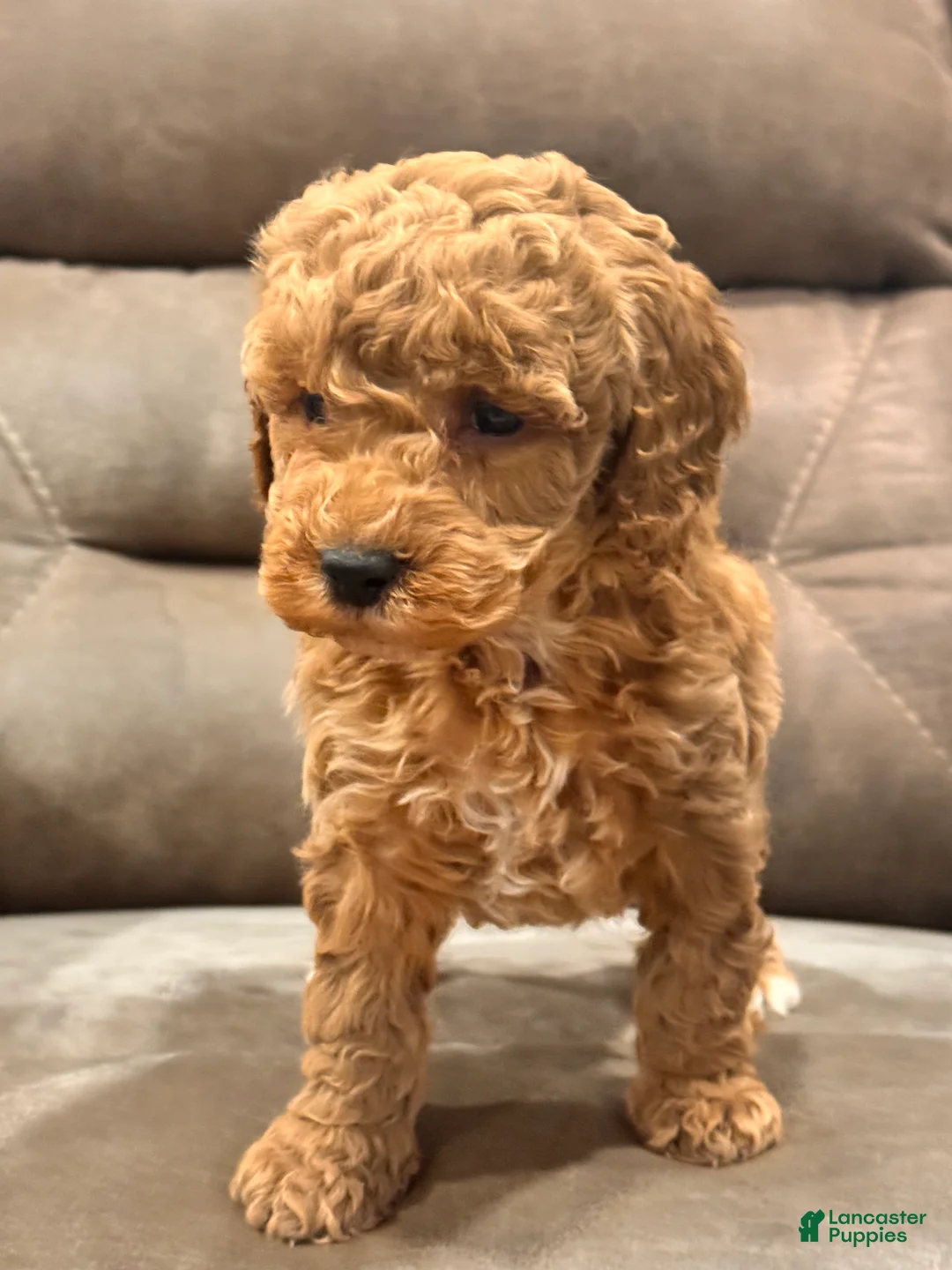 Cockapoo dogs for sale: Cockapoo Puppy 1 - Ad 2