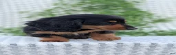 Miniature Dachshund dogs for sale: Riley - Ad 12