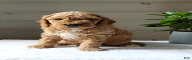 Oscar