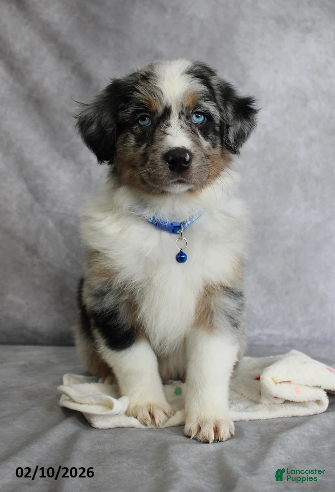 Australian Shepherd dogs for sale: Blu  - Ad 1