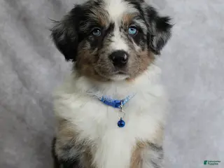 Australian Shepherd dogs Blu - Ad 2