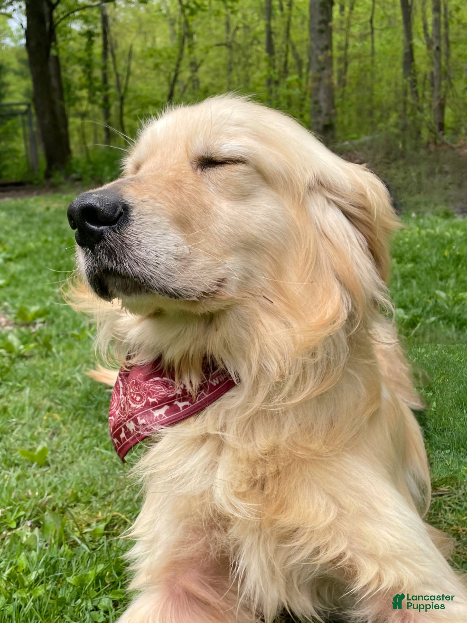 Golden Retriever dogs Golden Retriever Puppy 1 - Ad 2