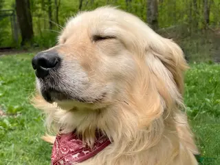 Golden Retriever dogs Golden Retriever Puppy 1 - Ad 2