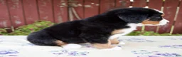 Bernese Mountain Dog dogs for sale: Sadie - Ad 6