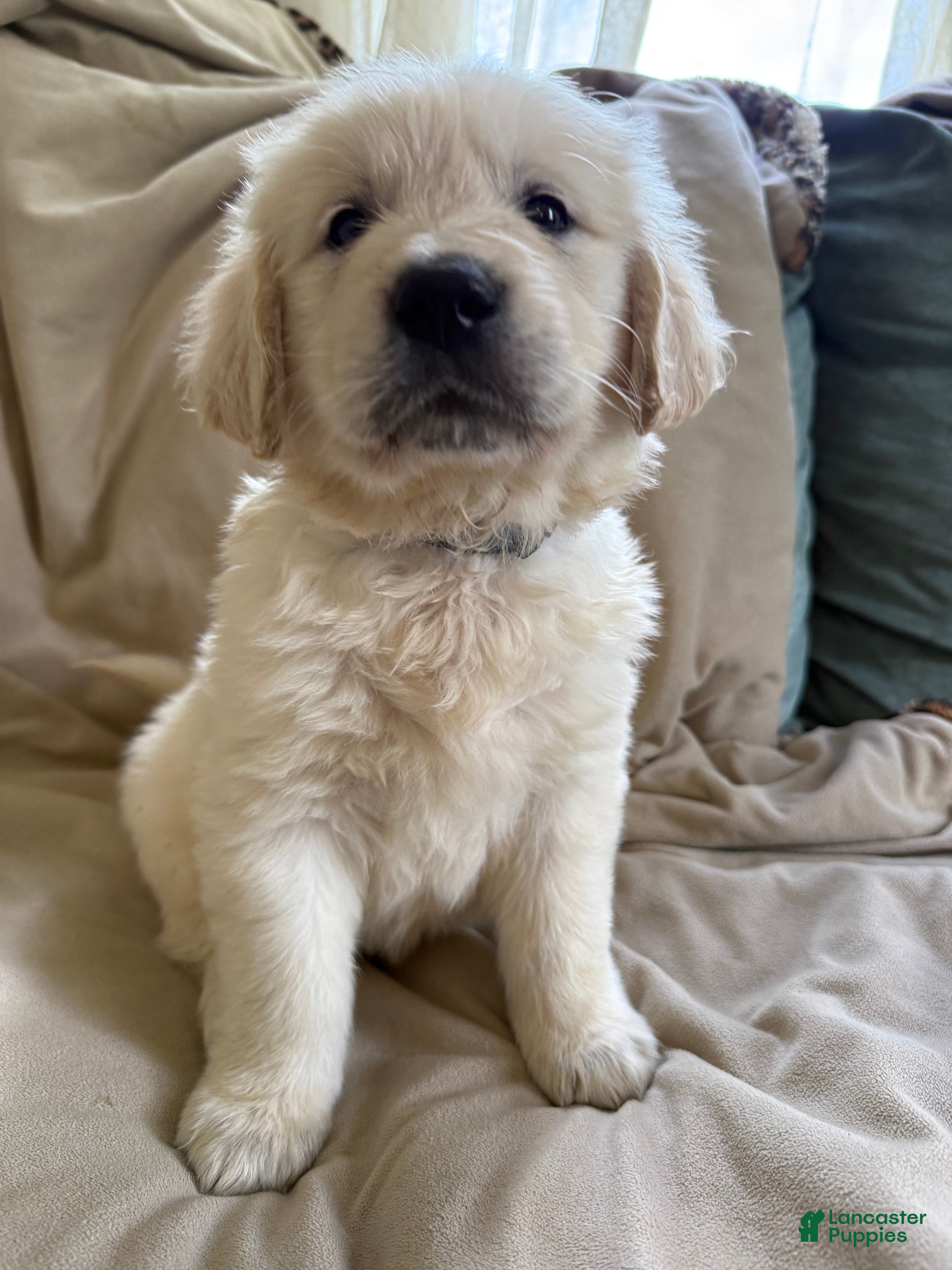 Golden Retriever dogs Golden Retriever Puppy blue collar  - Ad 8