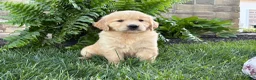Golden Retriever dogs for sale: Bella - Ad 2