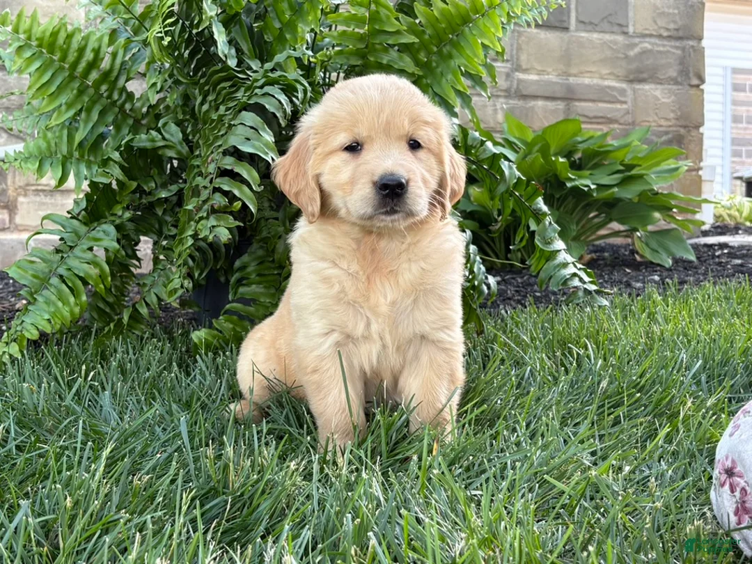Golden Retriever dogs for sale: Bella - Ad 2