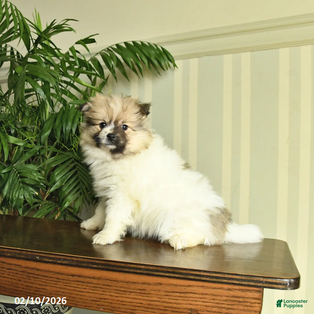 Pomeranian dogs for sale: Lilac - Ad 2