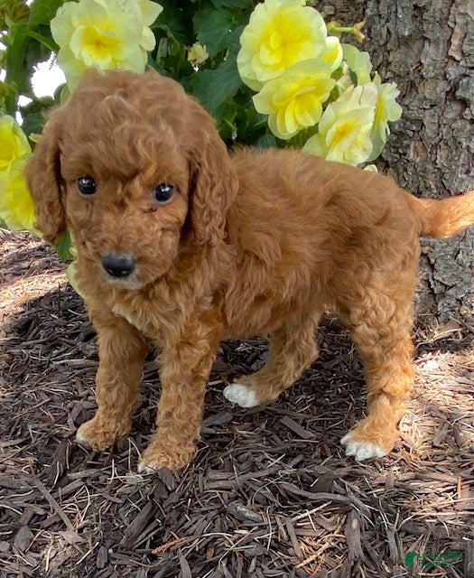 Mini Goldendoodle dogs Dolly- mini/petite - Ad 2