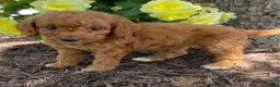 Mini Goldendoodle dogs for sale: Dolly- mini/petite - Ad 2