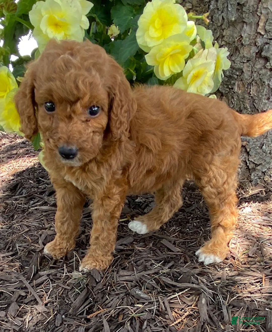Mini Goldendoodle dogs for sale: Dolly- mini/petite - Ad 2