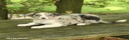 Border Collie dogs for sale: Fern - Ad 2