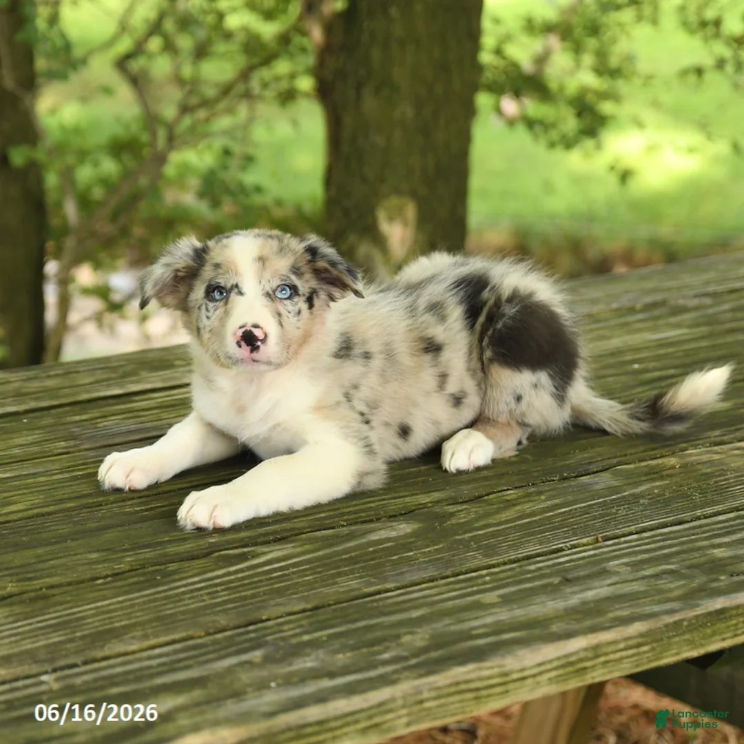 Border Collie dogs for sale: Fern - Ad 2