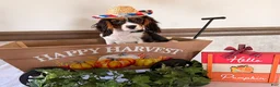 Cavalier King Charles Spaniel dogs for sale: Scout - Ad 3