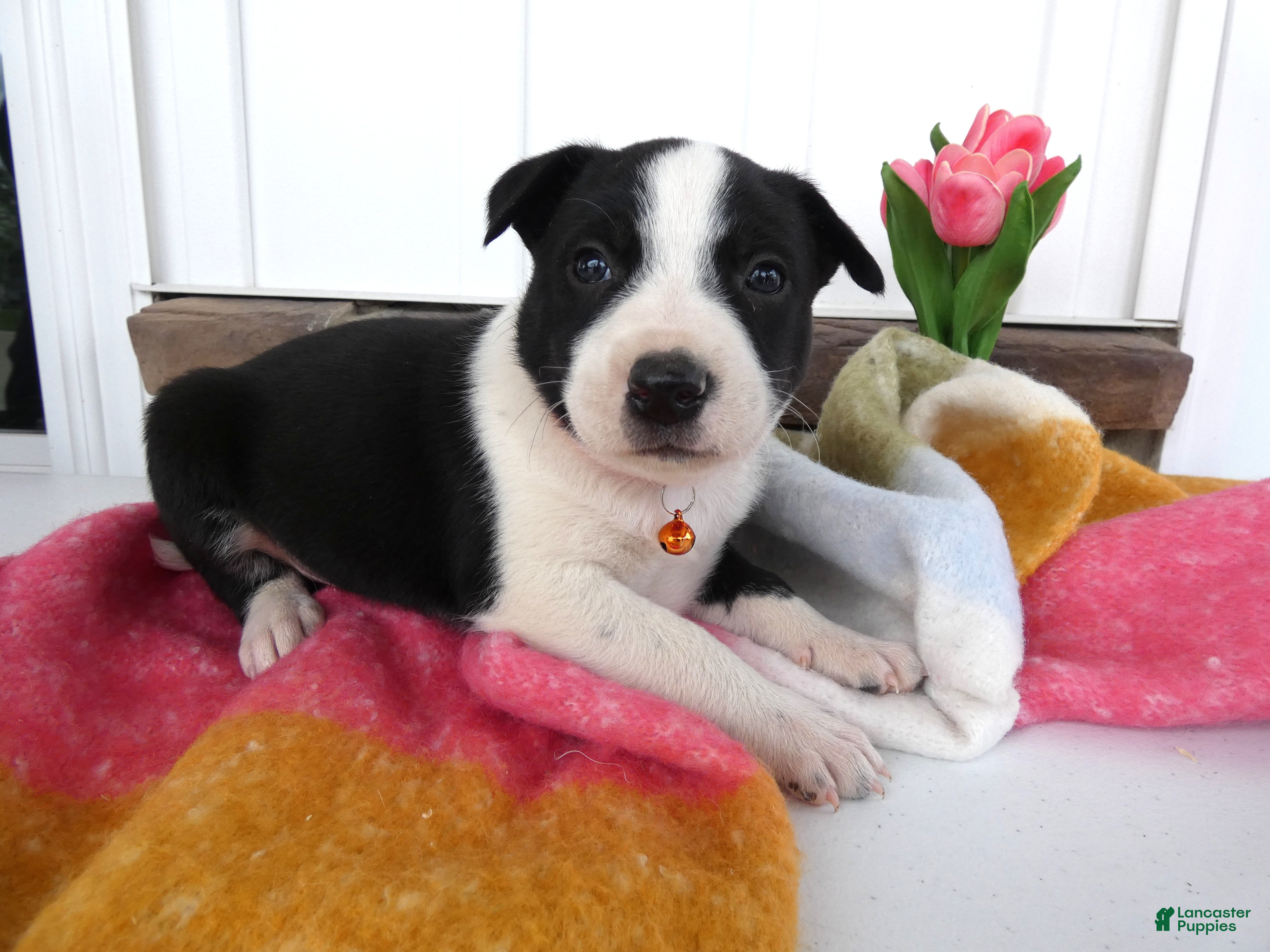 Border Collie dogs Border Collie Puppy 3 Willie - Ad 9