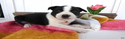 Border Collie dogs for sale: Border Collie Puppy 3 Willie - Ad 1