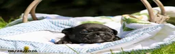 French Bulldog dogs for sale: Davina - Ad 9