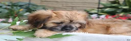 Mixed Breed dogs for sale: Wynn - Ad 5