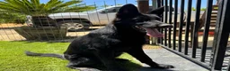German Shepherd dogs for sale: German Shepherd 4 - Ad 7