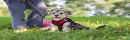Morkie dogs for sale: Levi - Ad 5